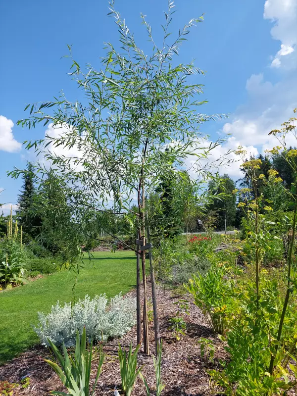 Huurrepaju - Lehtipuut - 3946183080811 - 3