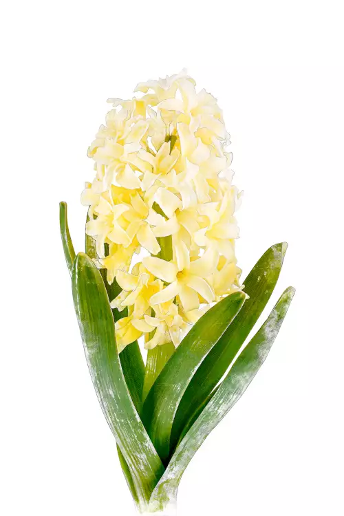 Hyasintti `City of Harlem` - Muut - AB10010011211 - 1