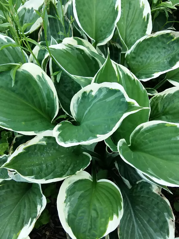 Jalokuunlilja Minute Man - Perennat - 6417481276871 - 1