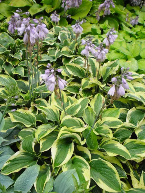 Jalokuunlilja Pilgrim - Perennat - 6417481280281 - 1