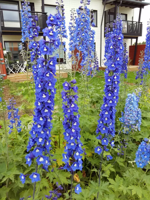 Ratasritarinkannus Blue Bird - Perennat - 6417481270411 - 1
