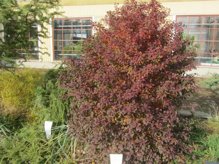 Japaninkääpiökirsikka Kojo-no-mai - Astiataimet - 3940523679901 - 1