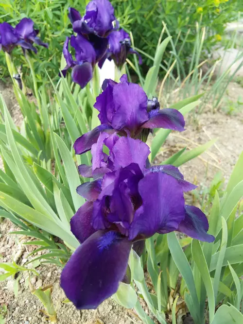 Kääpiökurjenmiekka - Perennat - 6417481270701 - 1