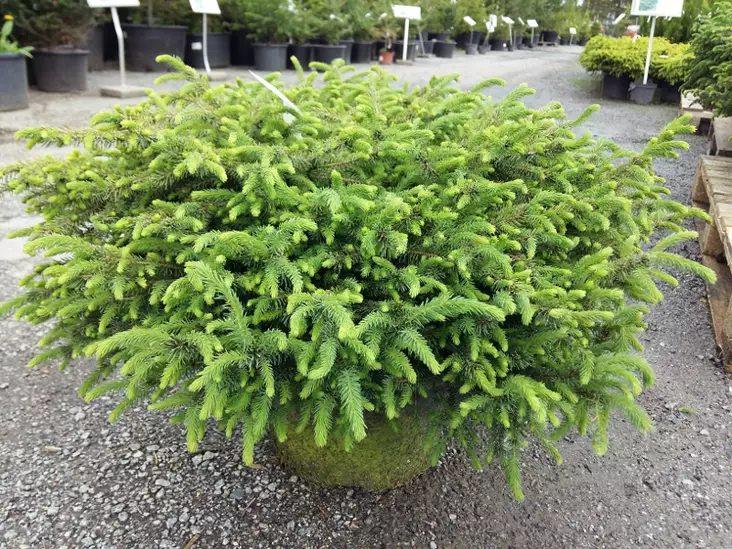 Kääpiömustakuusi Nana - Kuuset - AB10010010291 - 1