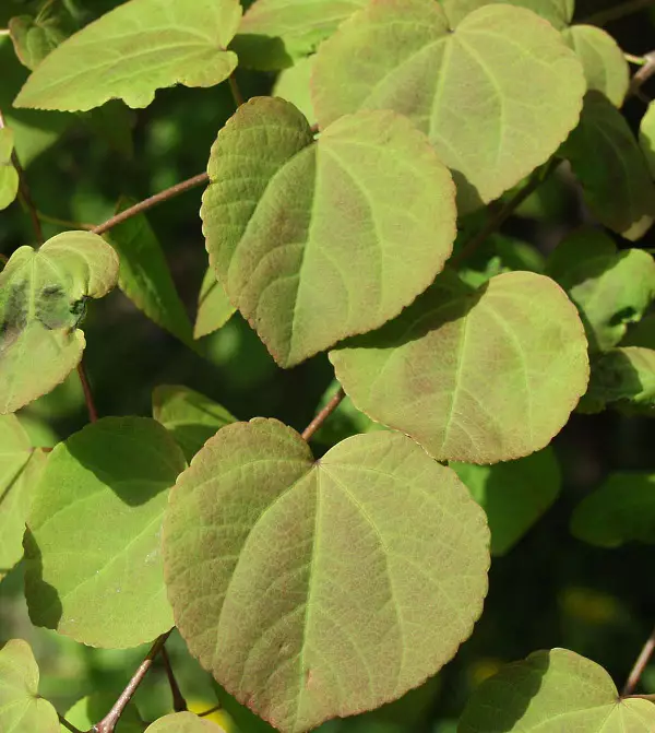 Katsura 100-200 - Pikkupuut / rungolliset pensaat - 3954595226611 - 1