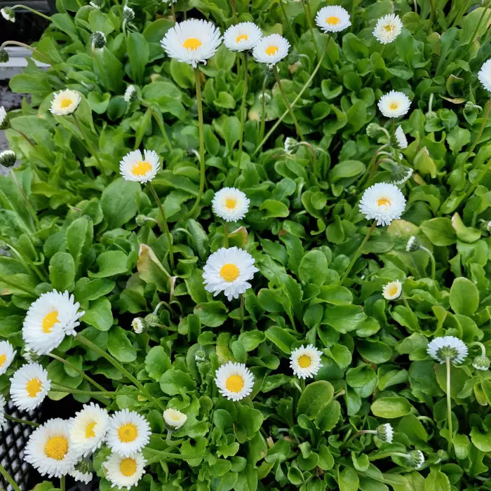 Kaunokainen Rominette White - Perennat - 6430019384091 - 1