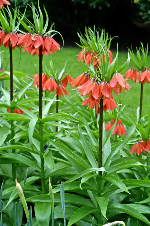 Keisarinpikarililja `Rubra` - Muut - 3942586595471 - 1