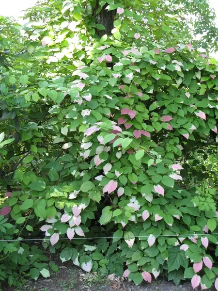 Kiinanlaikkuköynnös - Muut köynnökset - 3940535244661 - 1