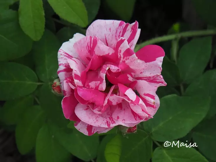 Kirjoapteekkarinruusu Rosa Mundi - Pensasruusut - AB10010011261 - 1