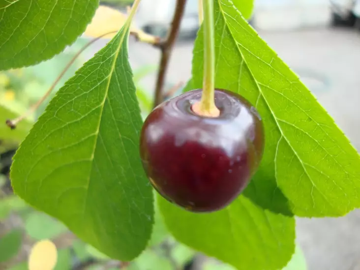 Kirsikka Suklaakirsikka 100-200 - Kirsikkapuut - 3943543992081 - 1