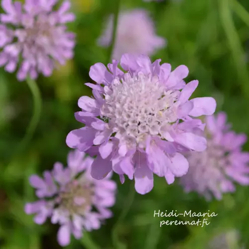 Kivikkotörmäkukka Pincushion Pink - Perennat - AB10010010151 - 1