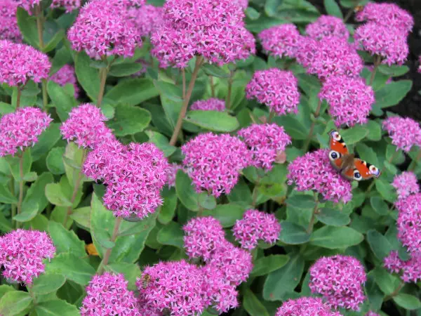 Komeamaksaruoho Carl - Perennat - 6417481277441 - 1