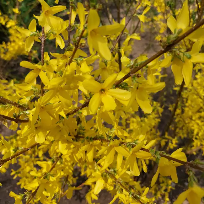 Komeaonnenpensas Courtalyn - Astiataimet - AB10010011491 - 1