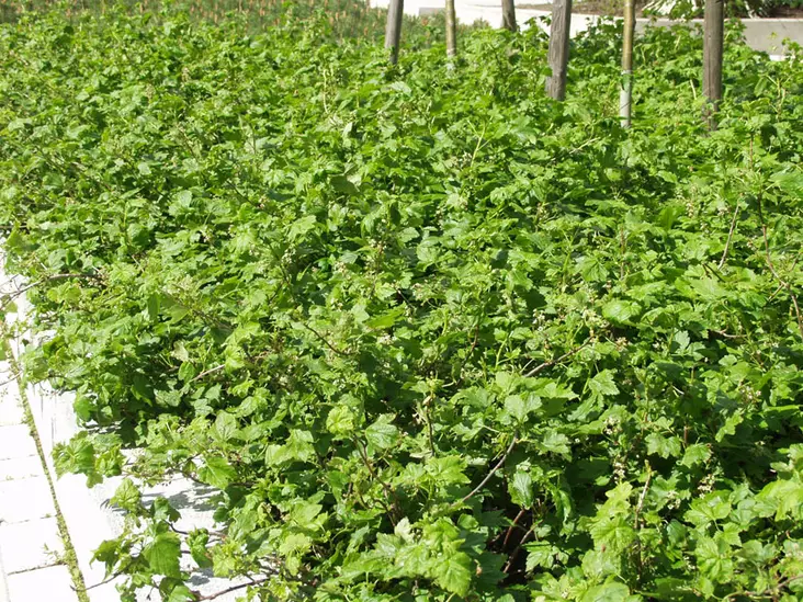 Lamoherukka, pikkuherukka - Astiataimet - 3940523684561 - 1