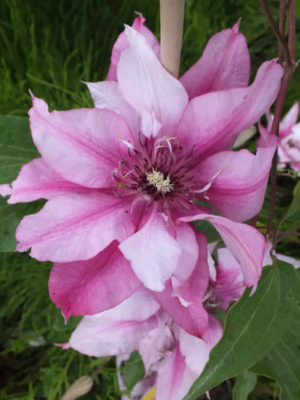 Loistokärhö Isabella - Clematikset - AB10010011401 - 1