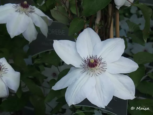 Loistokärhö Miss Bateman - Clematikset - AB10010010601 - 1