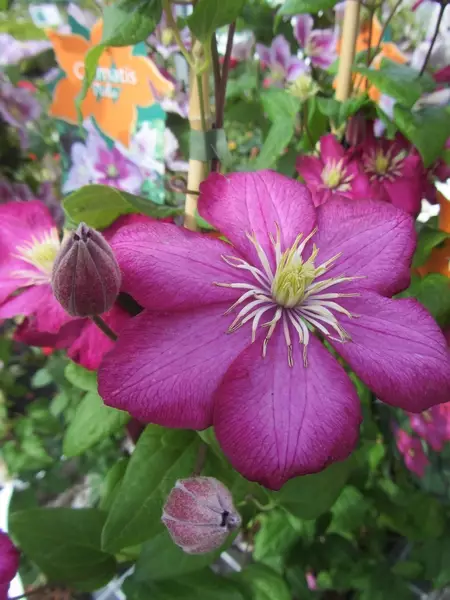 Loistokärhö Ville de Lyon - Clematikset - 3944514801241 - 1