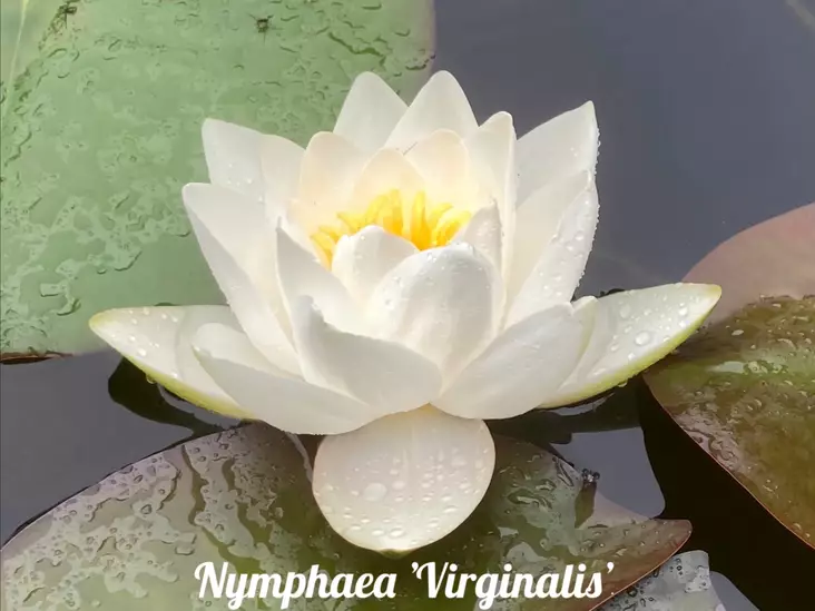 Lumme 'Virginalis' - Lumpeet - AB10010012041 - 1