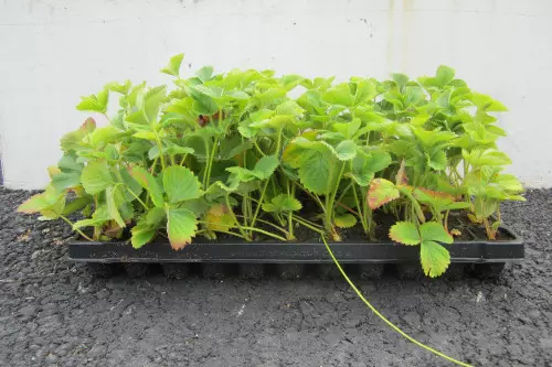 Mansikka Honeoye FinE® LTK 66 kpl - Mansikat - 6417189708001 - 1