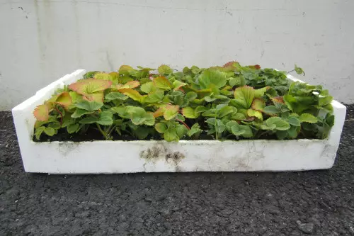 Mansikka Maiju LTK 66 kpl - Mansikat - AB10010011891 - 1