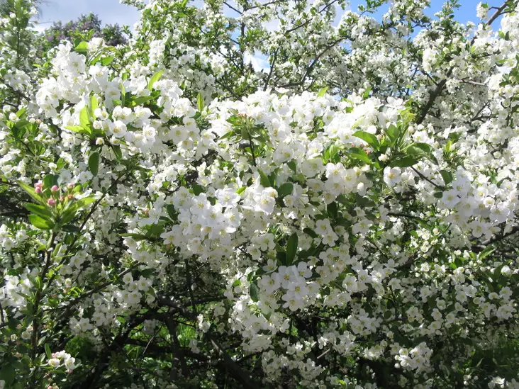 Helmiomenapensas - Astiataimet - 3940523669001 - 1