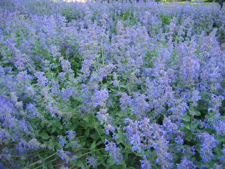 Mirrinminttu - Perennat - 6430019381441 - 1