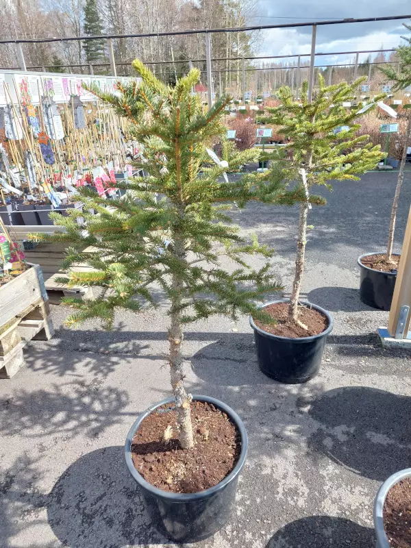 Muotoon leikattu hopeakuusi rungollinen - Kuuset - AB10010012011 - 1