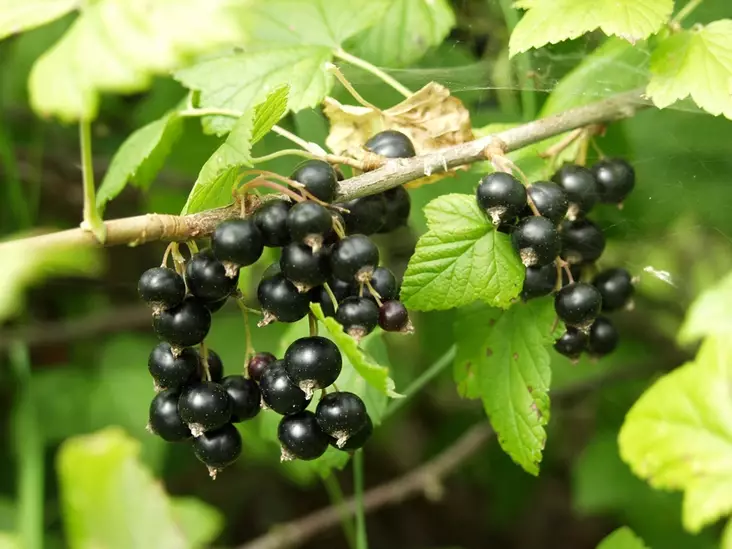 Mustaherukka Öjebyn FinE® - Herukat - 3940535363911 - 1