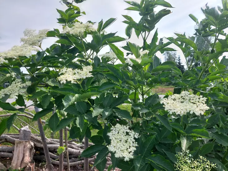 Mustaselja - Astiataimet - AB10010010231 - 3