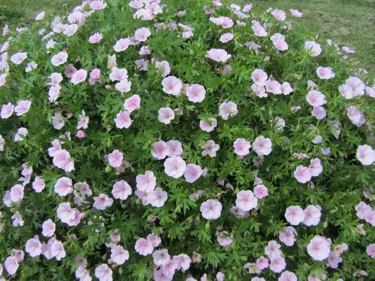 Verikurjenpolvi (neidonkurjenpolvi) - Perennat - 6417481280021 - 1