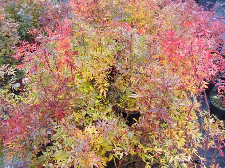 Nukkeruusu - Pensasruusut - 3940564033281 - 1