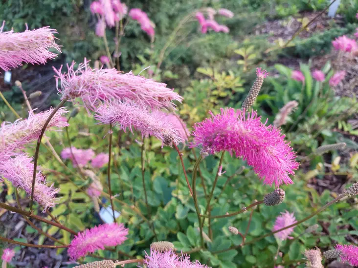 Nuokkuluppio - Perennat - AB10010011481 - 1