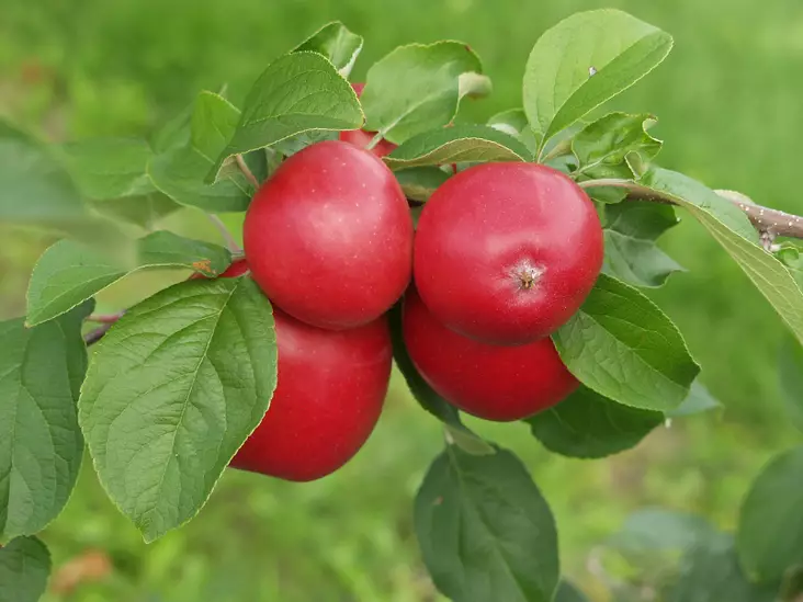 Omenapuu Bergius 150-200 - Omenapuut - 3941084447831 - 1