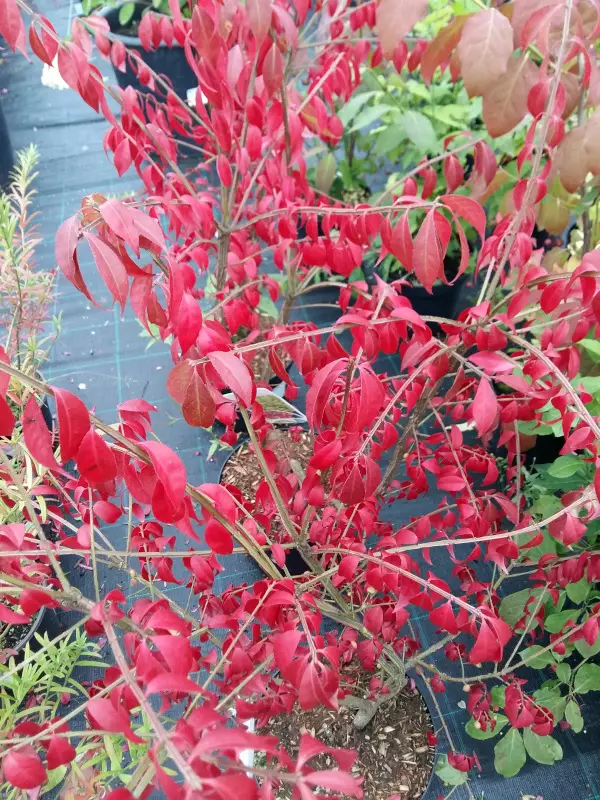 Pallesorvarinpensas - Astiataimet - AB10010010831 - 1