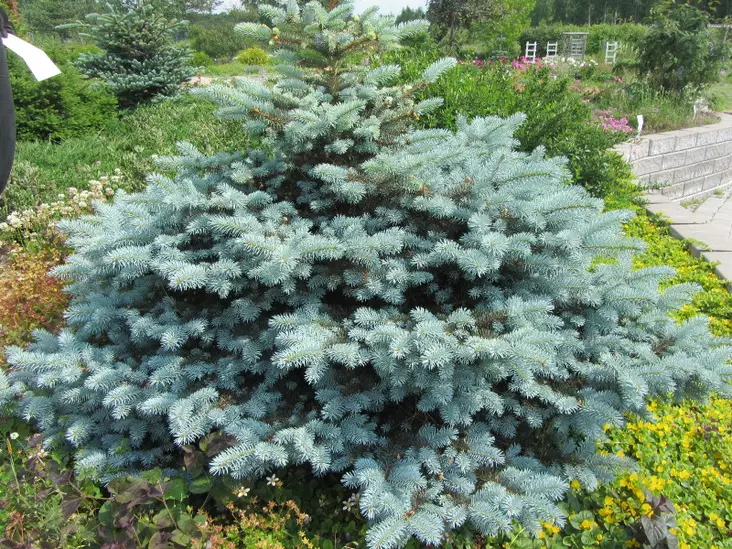 Pallohopeakuusi Glauca Globosa - Kuuset - AB10010012231 - 1