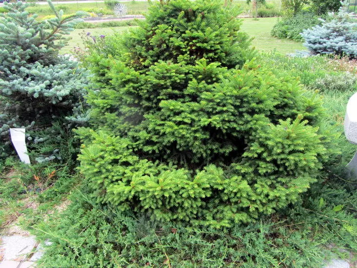 Kääpiökuusi Ohlendorffii - Kuuset - AB10010011981 - 1