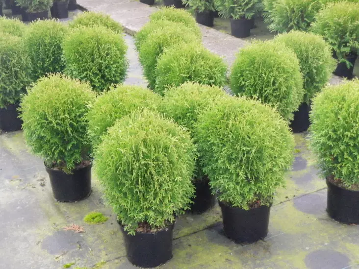 Pallotuija Little Giant - Tuijat - 3940564806601 - 1