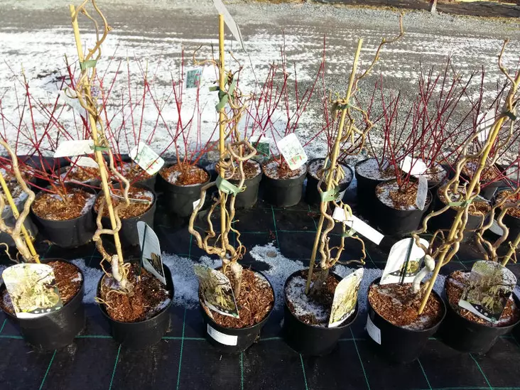 Peikonpähkinäpensas Contorta - Astiataimet - 3940516119391 - 1