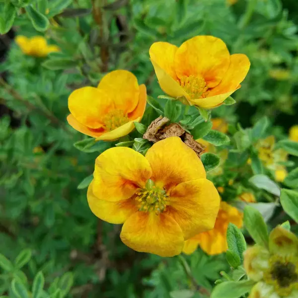 Pensashanhikki Mango Tango - Astiataimet - AB10010010591 - 1