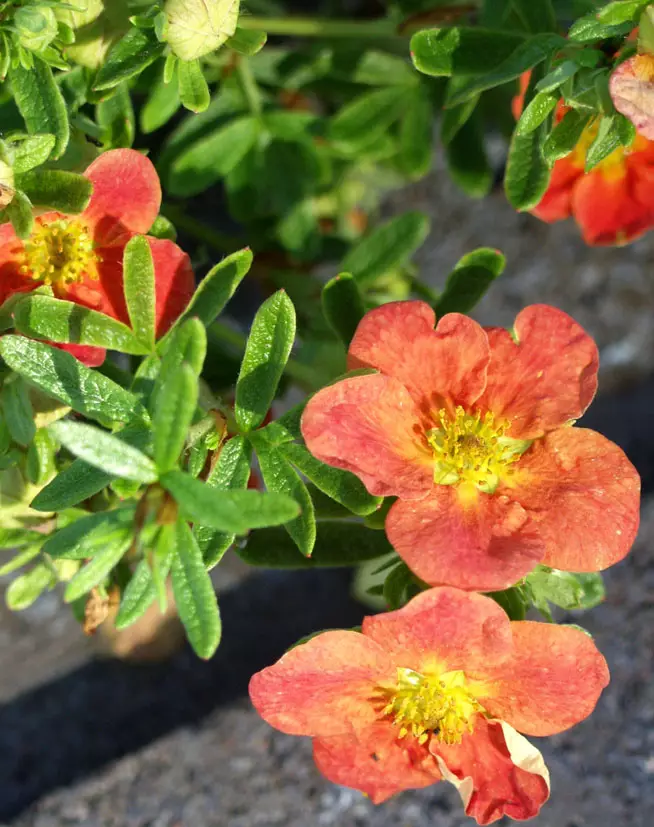 Pensashanhikki Marian Red Robin - Astiataimet - 3940516135421 - 1