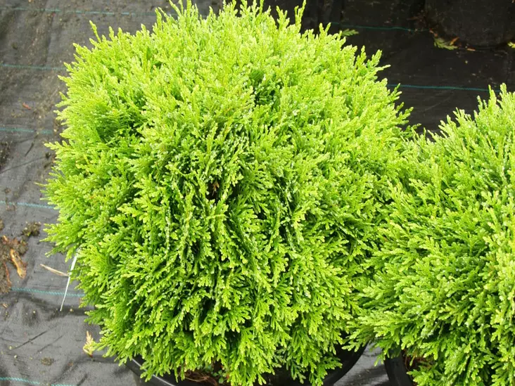 Pikkupallotuija Danica - Tuijat - AB10010012241 - 1