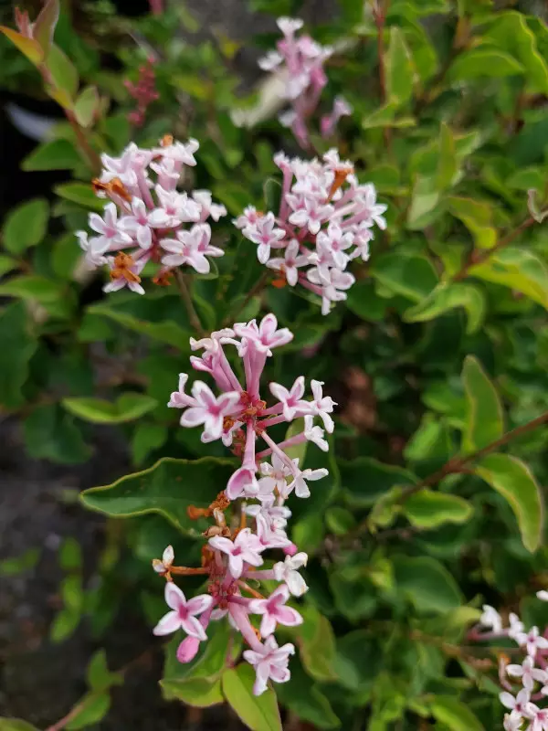 Pikkusyreeni Flowerfesta White - Astiataimet - AB10010010941 - 1