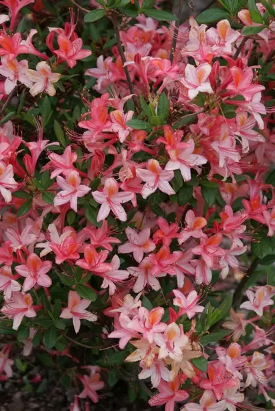 Puistoatsalea Tarleena FinE® - Atsaleat - 3946512942681 - 1