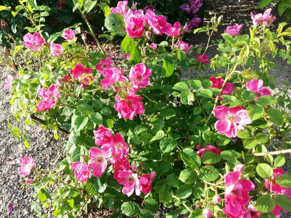 Tarhakartanonruusu Loiste FinE® - Pensasruusut - 3940564023411 - 1