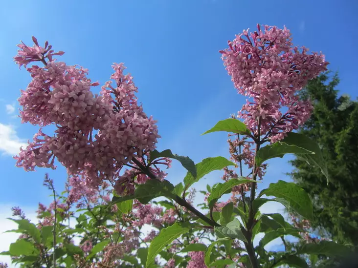 Puistosyreeni Julia 150-200 - Pikkupuut / rungolliset pensaat - 3955633566041 - 1