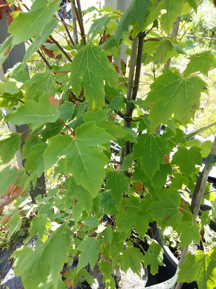 Punavaahtera 150-200 - Lehtipuut - AB10010010251 - 1