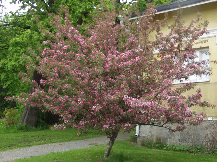 Purppuraomenapuu Makamik 150-200 cm - Koristeomenapuut - 3940525125871 - 1