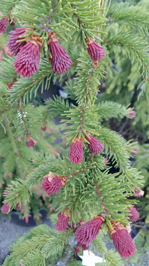 Purppurasurukuusi - Kuuset - AB10010010661 - 1