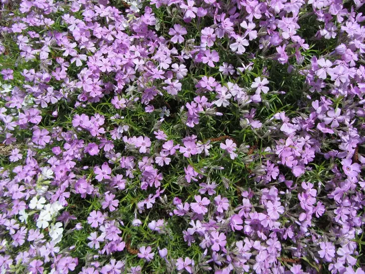 Sammalleimu Emerald Cushion Blue - Perennat - 6430019382431 - 1