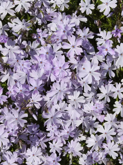 Sammalleimu sininen - Perennat - 6417481272101 - 1